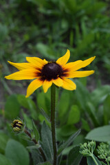 Rudbeckia hirta flower with yellow and orange petals centered around a dark brown heart.