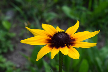 Rudbeckia hirta flower with yellow and orange petals centered around a dark brown heart.