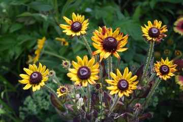 A group of Rudbeckia hirta yellow flowers with dark centers, surrounded by green vegetation. Sunflower-Like Harmony in Nature