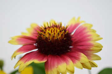 A Gaillardia flower with vibrant colors, predominantly pink, yellow and dark red.