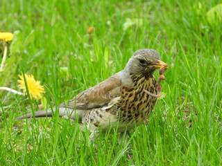 Fieldfare Catching a Worm on Green Grass