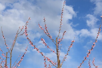 Peach tree blossoms in early spring