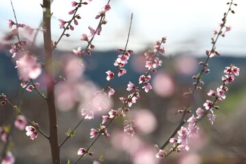 Peach tree blossoms in early spring