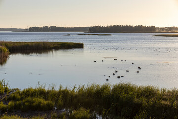 Sonnenuntergang am Tåkern - Schweden Vogelschutzgebiet 11