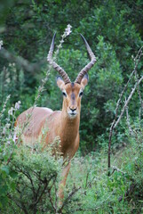 impala in the wild