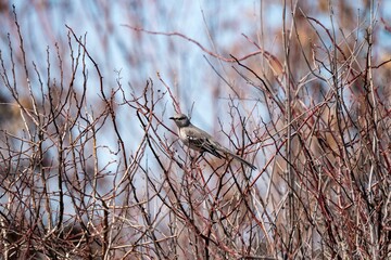 Bird on bare branches in winter