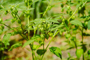 Close-Up of Green Physalis Plants Growing in Nature