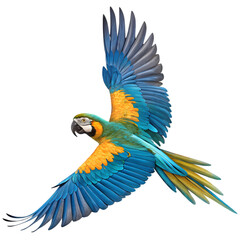 Blue-Gold Macaw in Flight on transparent background