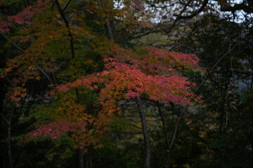 紅葉
