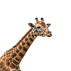 Fototapeta premium Giraffe isolated on transparent background. Giraffe png. Wild life