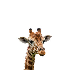 Fototapeta premium Giraffe isolated on transparent background. Giraffe png. Wild life