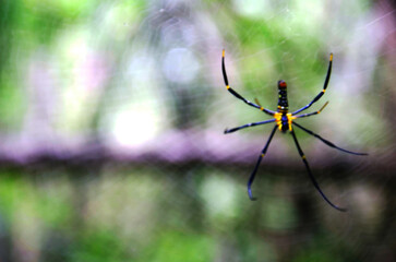 Insect spiders walking on spider web waiting catch victim and food in trapped at spider web in jungle of Chet Sao Noi Waterfall and forest national park at Saraburi, Thailand