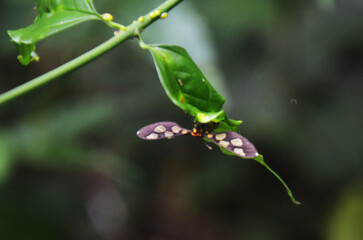 Butterflies flying and Butterfly perches on leaf plant tree in jungle of Chet Sao Noi Waterfall and forest national park at Saraburi, Thailand