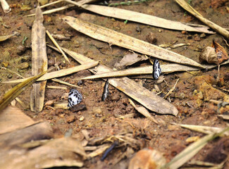 Butterflies flying and Butterfly eating salt licks on ground in jungle of Chet Sao Noi Waterfall and forest national park at Saraburi, Thailand
