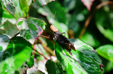 Grasshopper locust perches or small arthropoda insect on leaf plant tree in jungle of Chet Sao Noi Waterfall and forest national park at Saraburi, Thailand