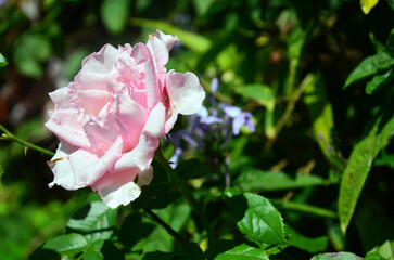 Colorful pink roses flowers and green leaf plant tree in tropical freshness jungle of Chet Sao Noi Waterfall and forest national park at Saraburi, Thailand