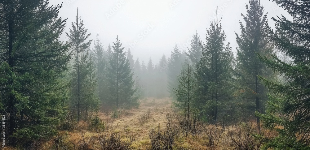 Poster fog enveloping tall trees in a mountain forest landscape