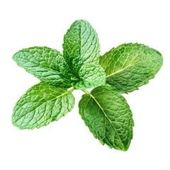 mint isolated on white background