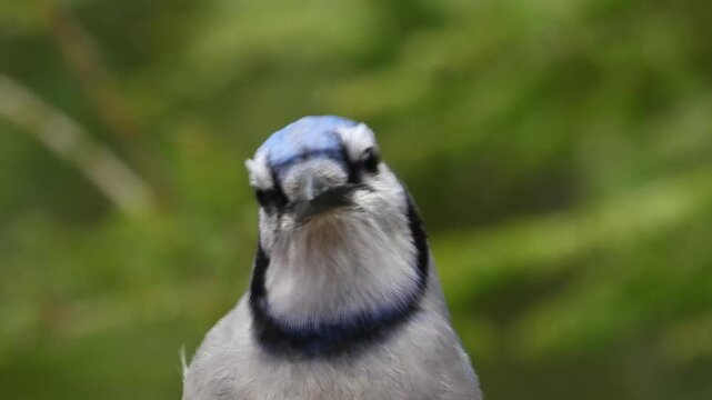 A blue jay perched on a tree branch against blurred background of lush trees in a breezy day