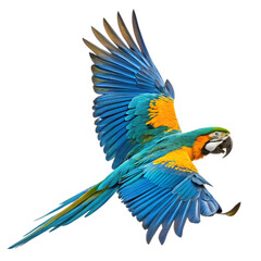Blue-Gold Macaw in Flight on transparent background