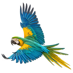 Blue-and-gold Macaw in Flight on transparent background