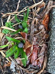 New garden buds