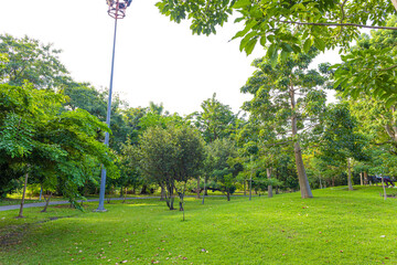 Green meadow grass with tropical tree forest sunrise city park