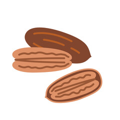 Pecan nut in shell and without it. Vector illustration isolated on white background, hand drawn, flat design