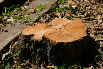 The tree was cut down leaving only the stump.