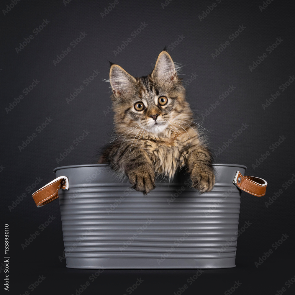 Poster impressive tortie maine coon cat kitten, stepping through empty picture frame. looking towards camer