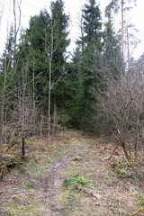 young fir trees in the spring forest
