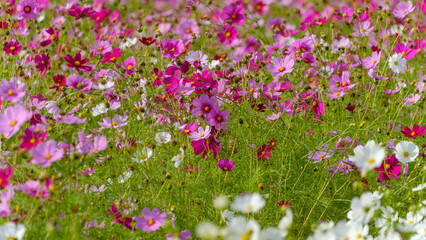 色とりどりのコスモス畑