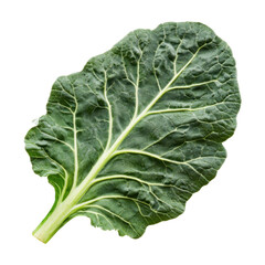 cabbage leaf isolated on white background