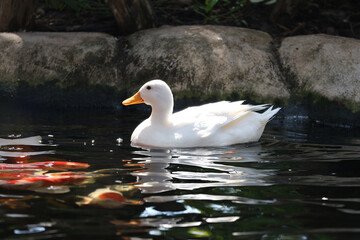 The white Duck is stay in nature garden