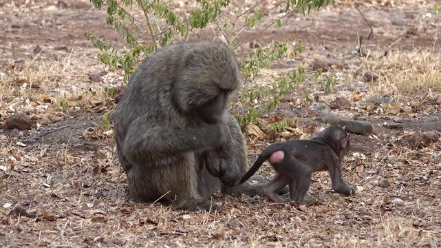 Mother feeds and holds young olive baboon monkey by its tail in garden in South Ethiopia, funny animal scene in Africa
