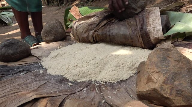 Woman shows fermenting process of banana leaves, used as dough for traditional bread in tribal village of Dorze in Ethiopia, traditional cooking method Africa
