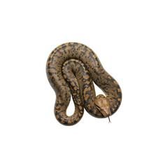 Fototapeta premium Anaconda snake isolated on transparent background. Anaconda snake png
