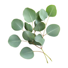 Fresh eucalyptus leaves