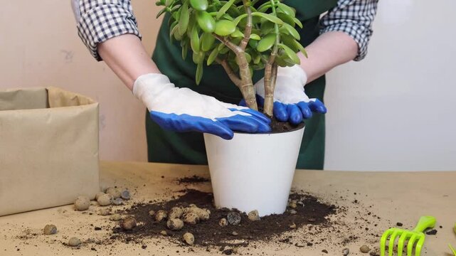 Hands in gloves carefully repot a jade plant into a white pot, surrounded by scattered soil and pebbles. The scene captures gardening in action with a focus on plant care.
