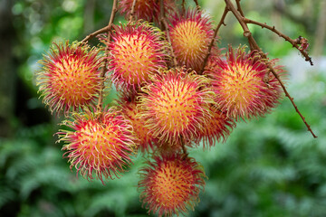 Rambutans fruits on tree branch at outdoor of orchard in Rayong, Thailand