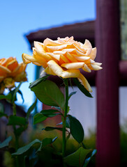 bouquet of yellow roses