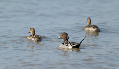 Three Northern Pintails in the sea