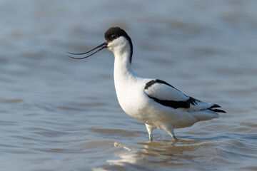 Elegant Avocet Wader in Shallow Waters