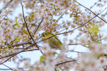 桜の枝に佇むメジロ
