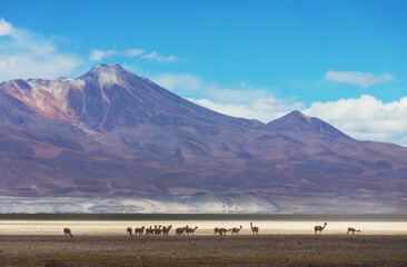 Northern Chile