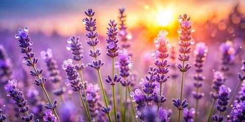 Obraz premium Lavender Field Sunrise Dew Drops Soft Light Nature Photography