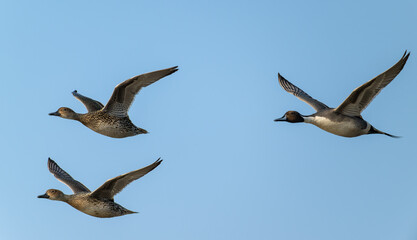 Three Northern Pintails in synchronized flight