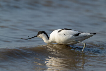 Elegant Avocet Wader in Shallow Waters