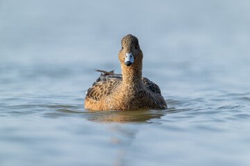 Female Mallard Duck Swimming in Serene Blue Waters