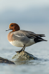 Eurasian Wigeon Drake Perched on Rock in Golden Light